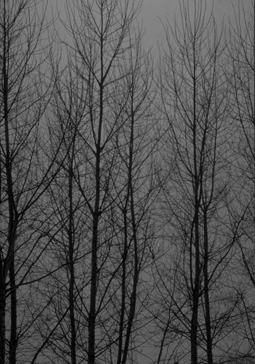 Autumnal forest...